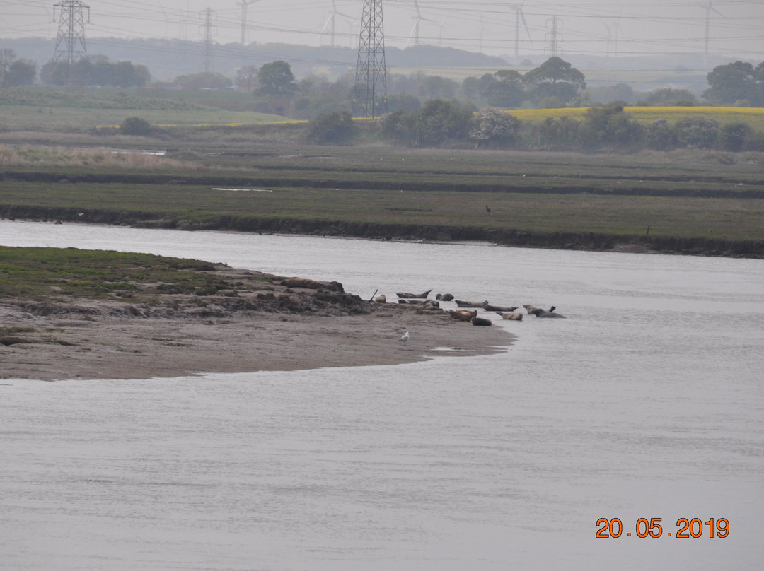 Seal Sands Nature Reserve景点图片