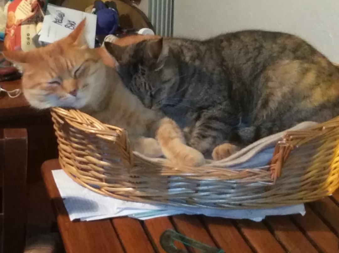 Agriturismo il Fondaccio主图