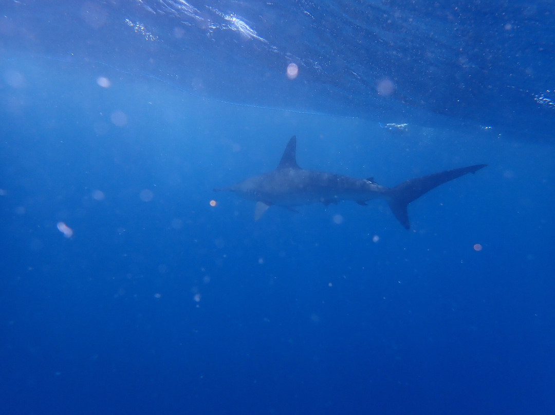Cabo Shark Dive景点图片