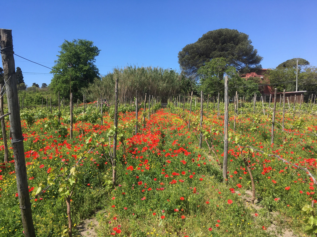 Bosco de Medici Winery景点图片