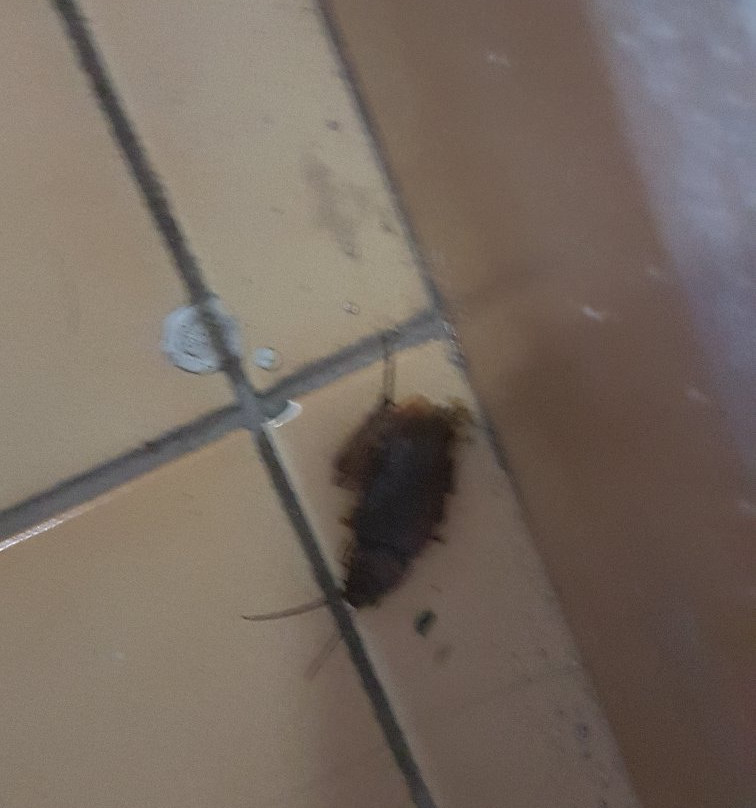 Carlota Apartments主图