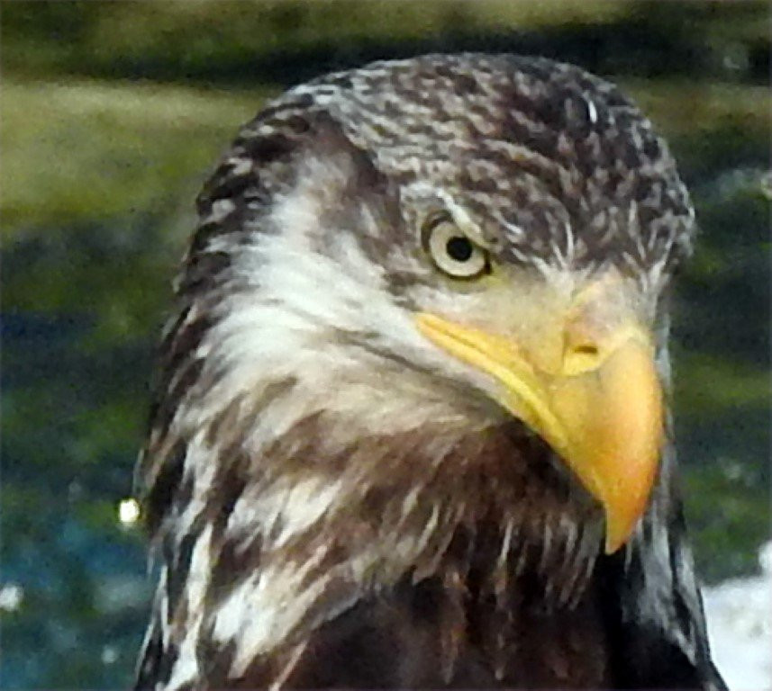 Bella Coola Eagle Lodge主图