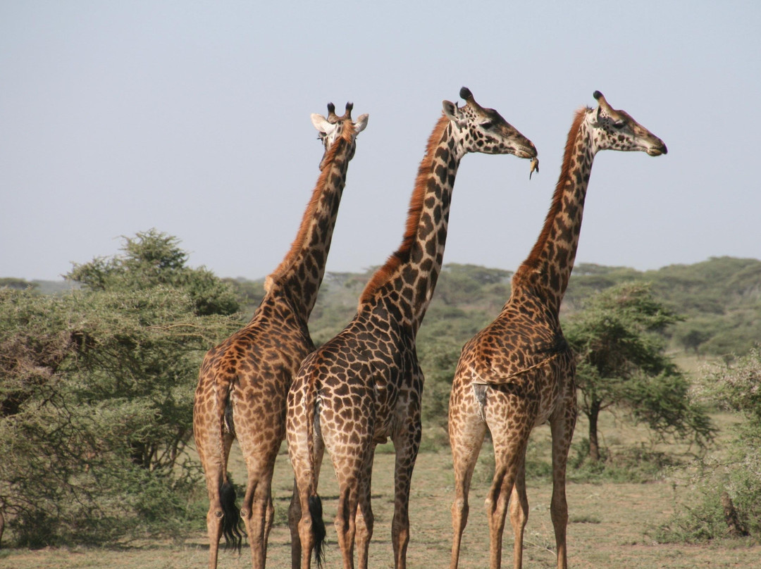 Sirmichaels Safaris-内罗毕必去景点