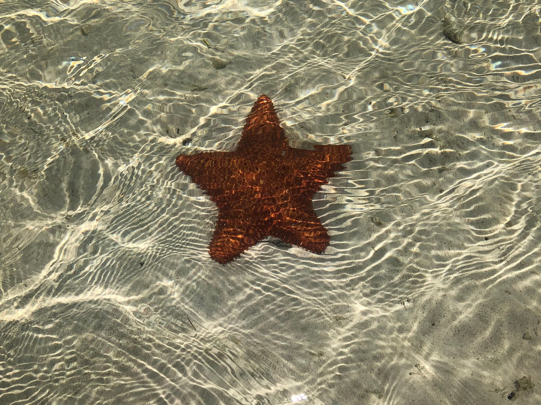 Owen Island-Little Cayman必去景点