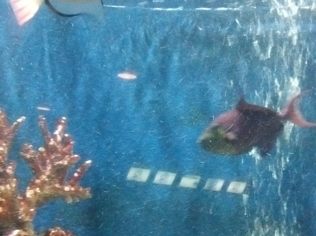 Rayong Aquarium-罗勇必去景点