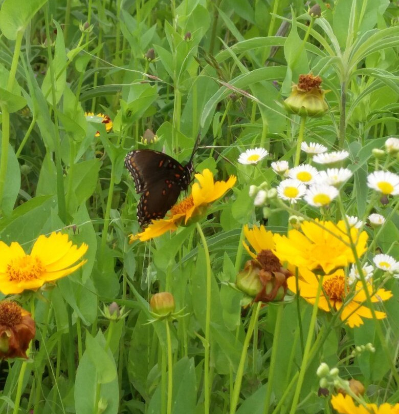 Connemara Conservancy-普莱诺必去景点