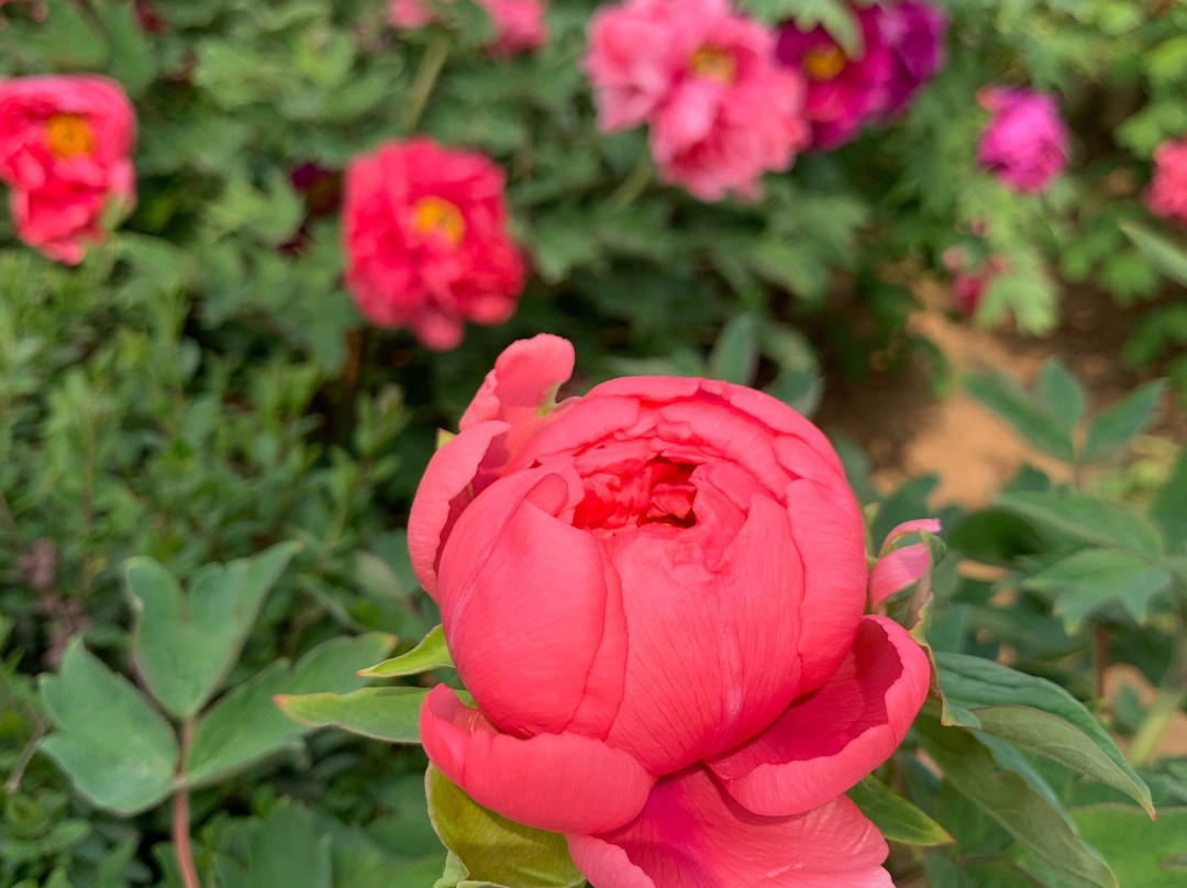 中国国花园-洛阳市必去景点