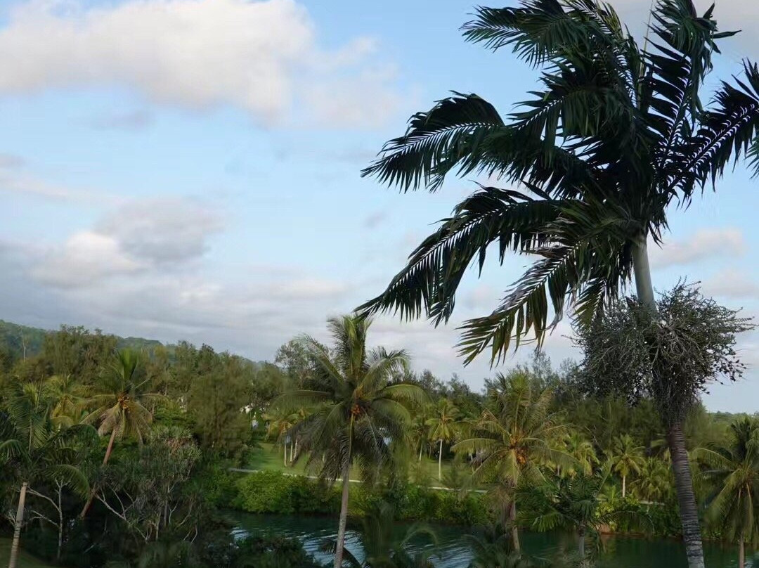 Giant Banyan Tree景点图片
