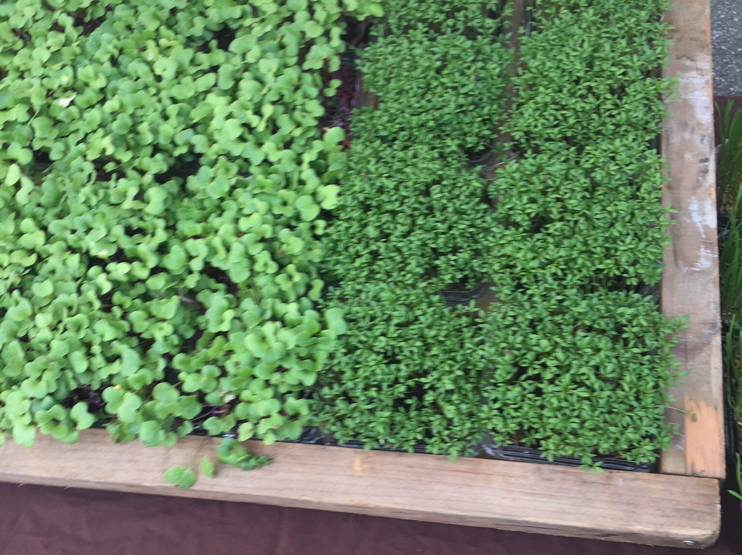 Mountain View Farmers Market-山景城必去景点