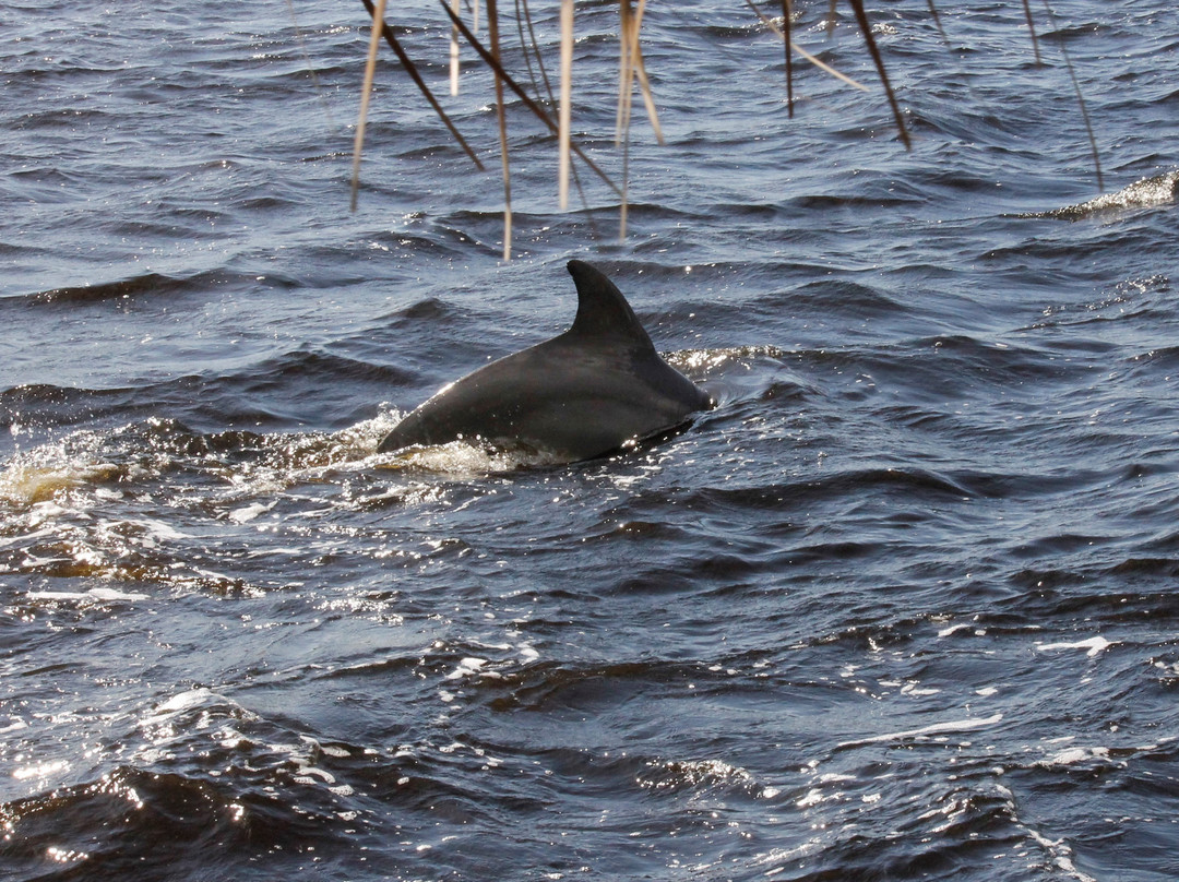 Whitcomb Bayou-塔彭斯普林斯必去景点