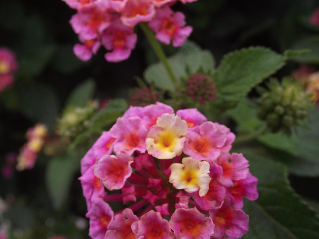 Shakespearean Gardens景点图片