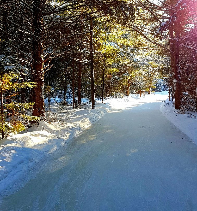 Patinage En Foret景点图片