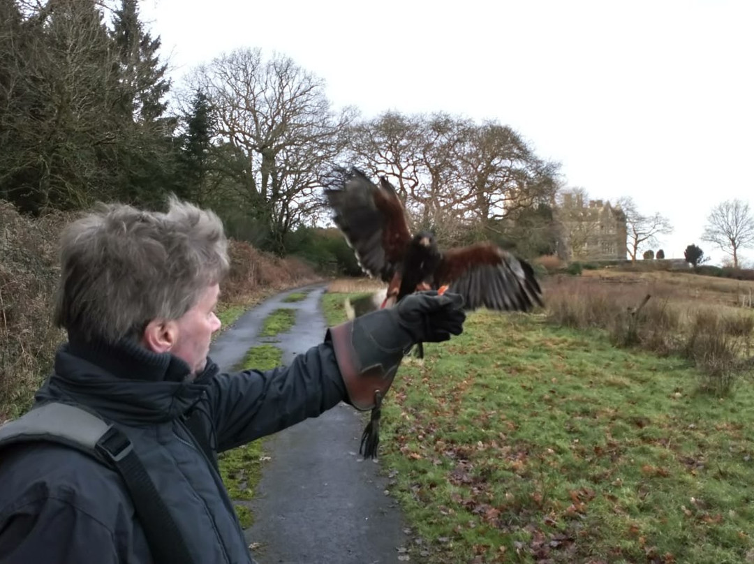 Carmarthenshire Falconry景点图片