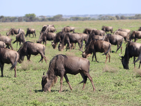 eTrip Africa-阿鲁沙必去景点