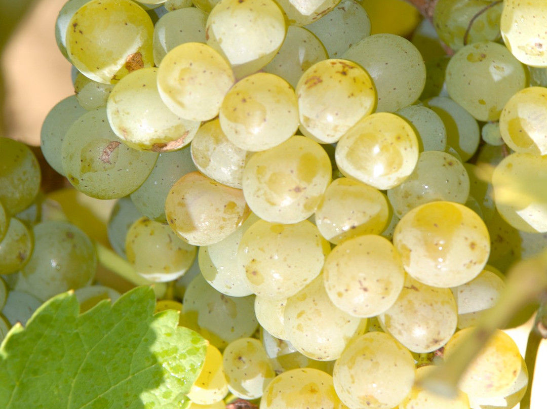 Domaine de la Chezatte-Sainte-Gemme-en-Sancerrois必去景点