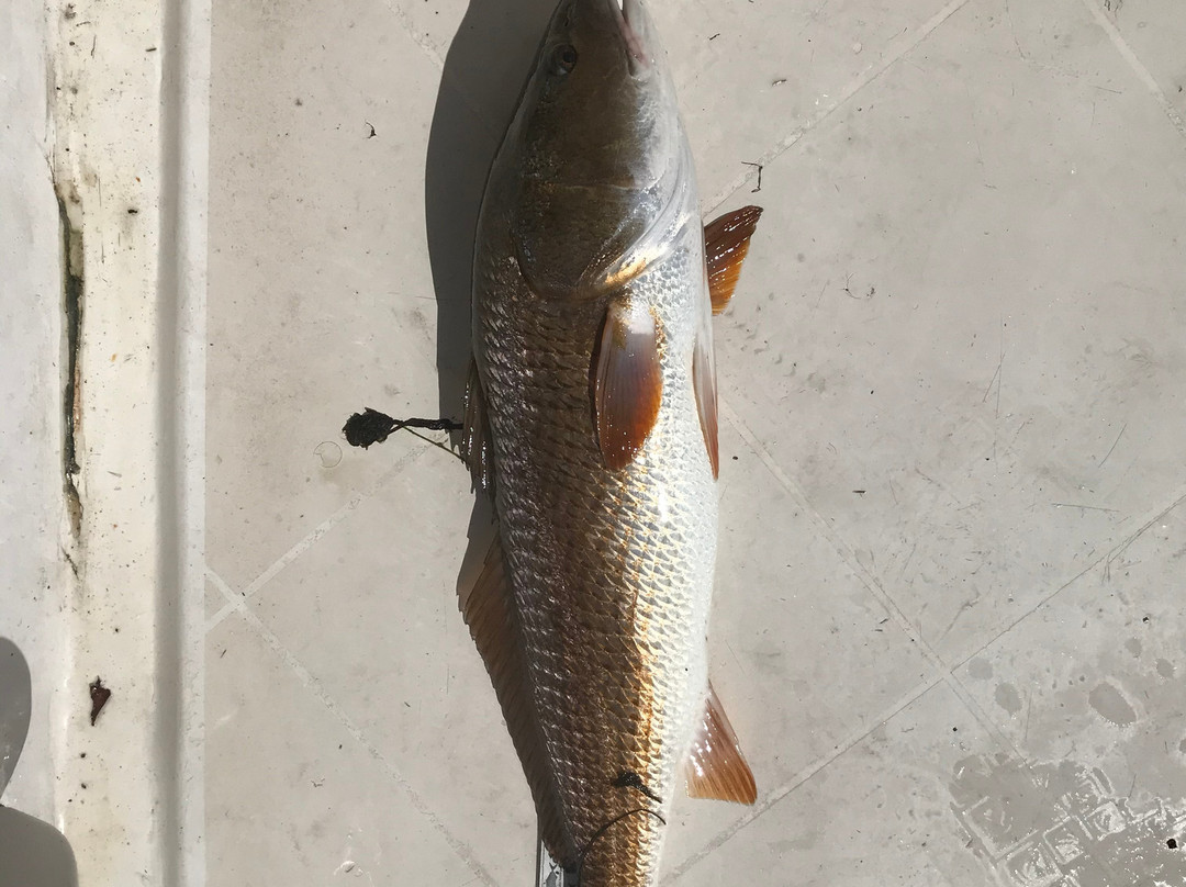 941 Fishing Charters-布雷登顿必去景点