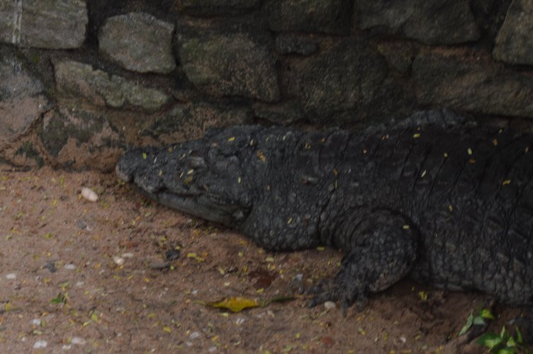 National Zoological Gardens of Sri Lanka景点图片