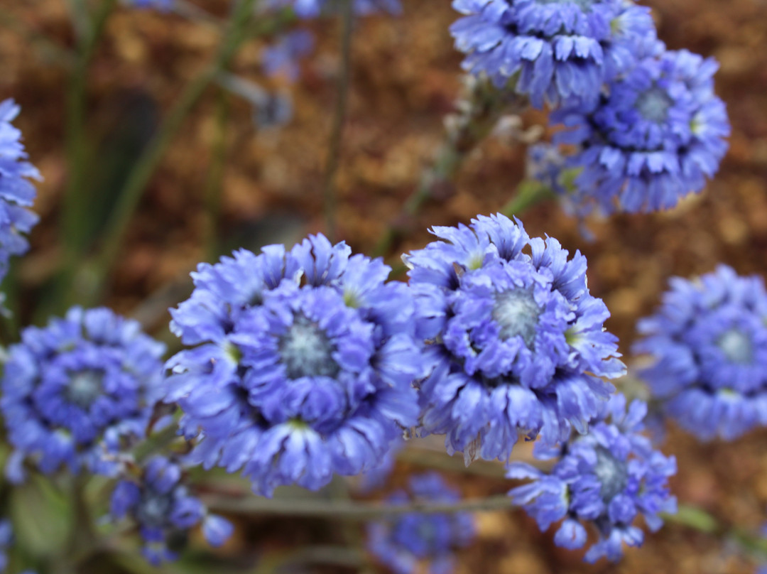 Go Ona Bus-珀斯必去景点