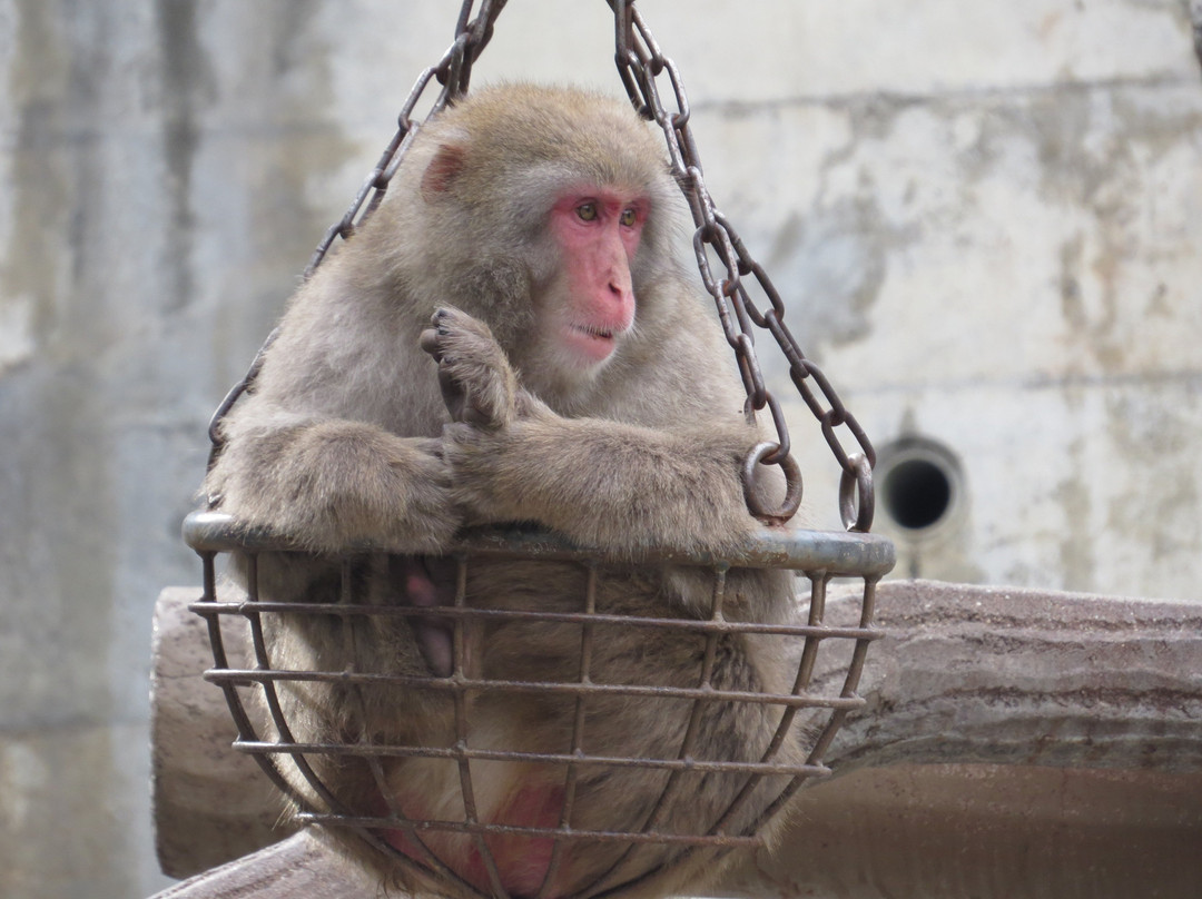 Nagano Chausuyama Zoo-长野县必去景点