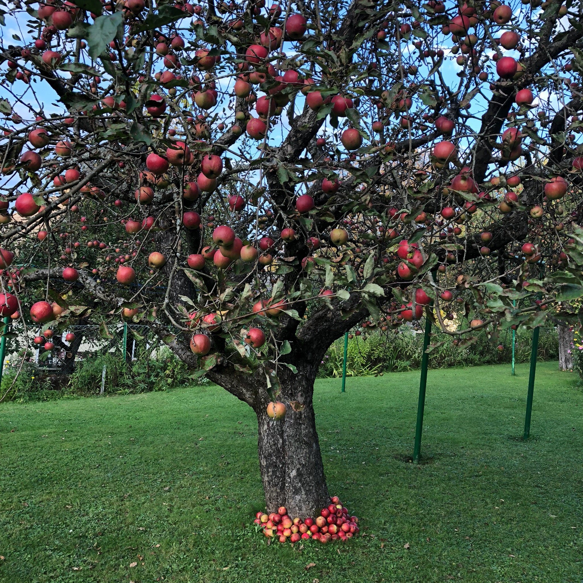 Fruhstuckspension  Ramusch-官方