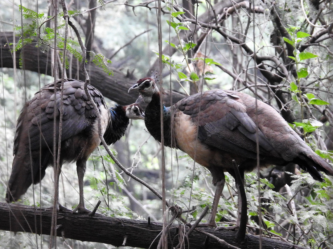 Sukhna Wildlife Sanctuary-昌迪加必去景点