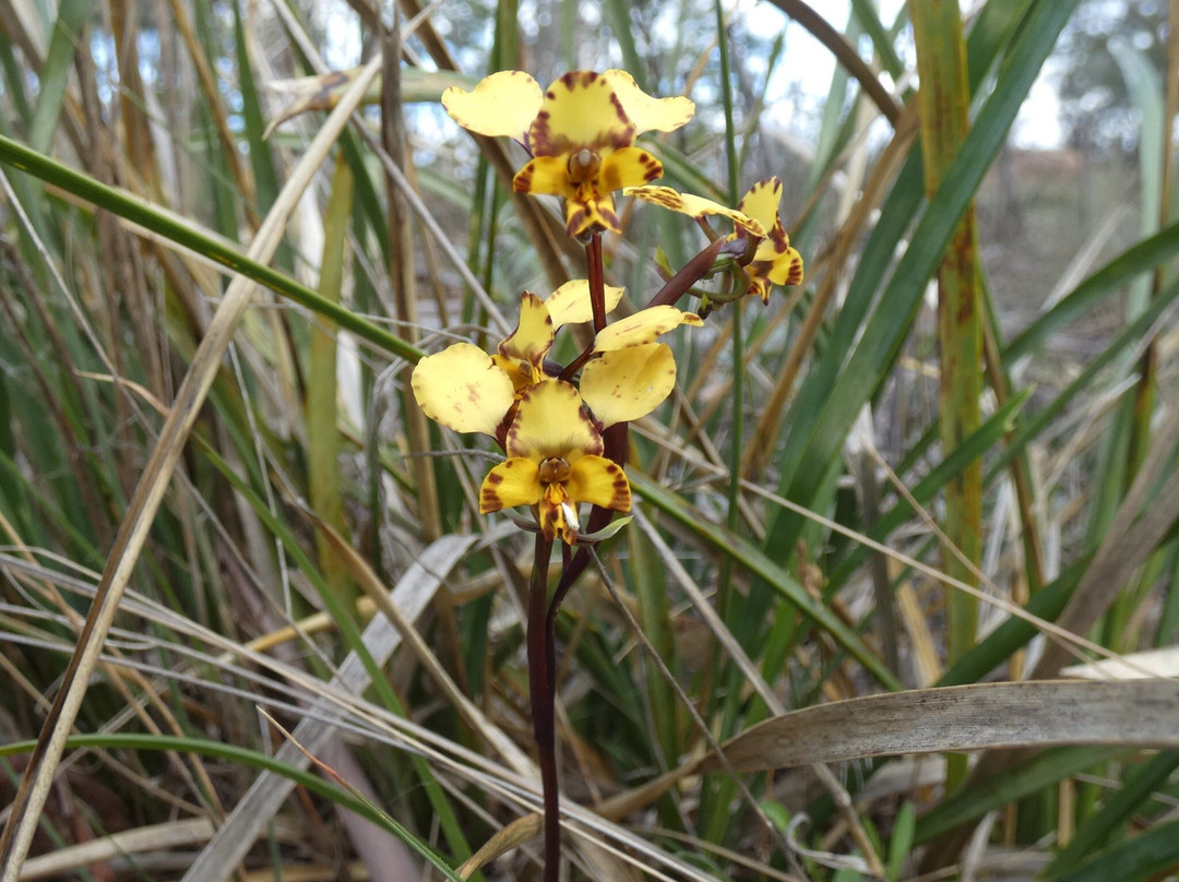 Waverley Flora Park-Mornington必去景点
