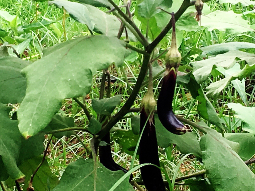 Casitas de Victoria主图