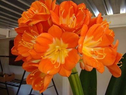 Boschdal Guesthouse主图