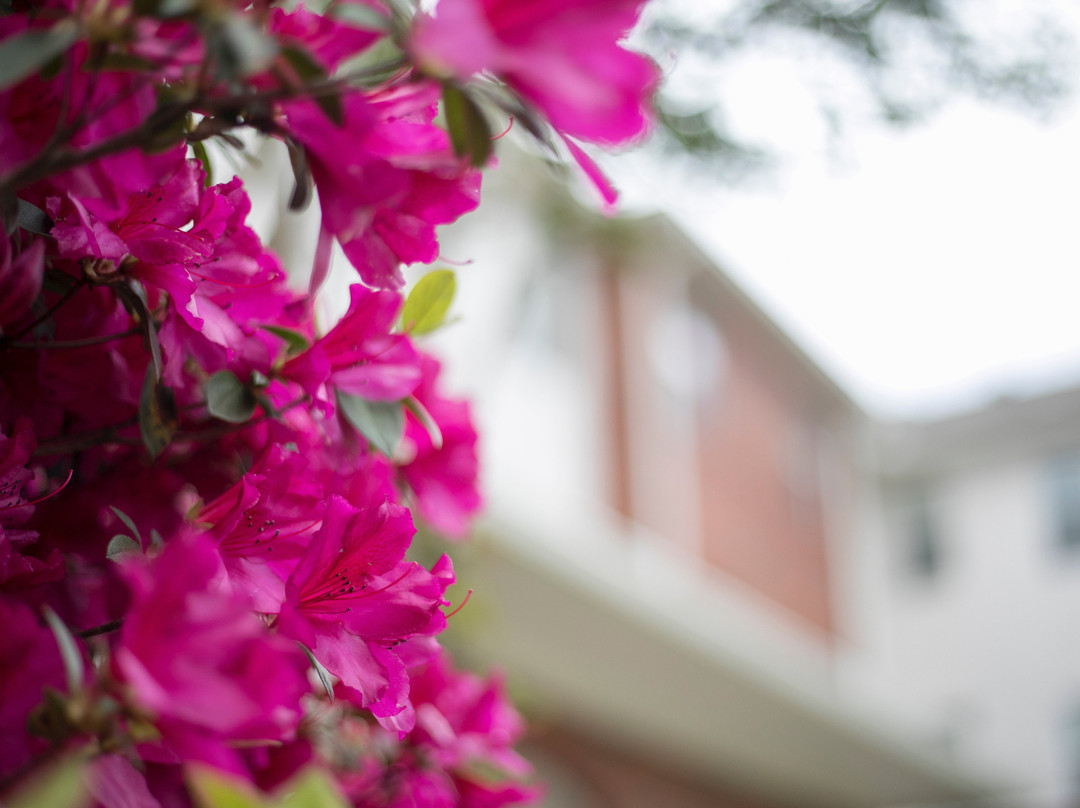 Nicholls State University景点图片