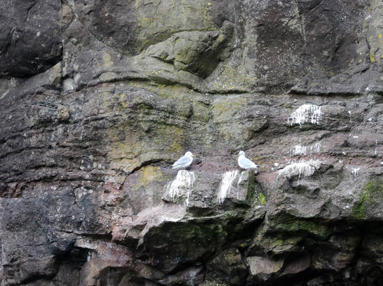 Vestmanna Bird Cliffs-Vestmanna必去景点