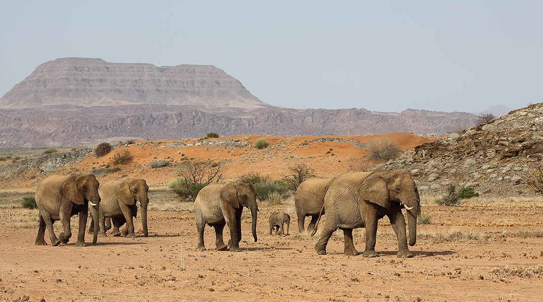 Namibia Holidays Tours & Safaris-Oshakati必去景点