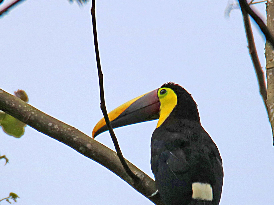 Tranquilo Bay Eco Adventure Lodge主图