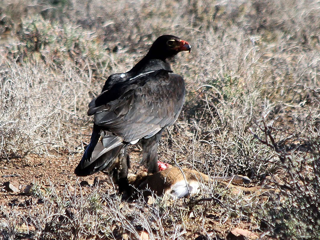 Karoo National Park Unterkunfte主图