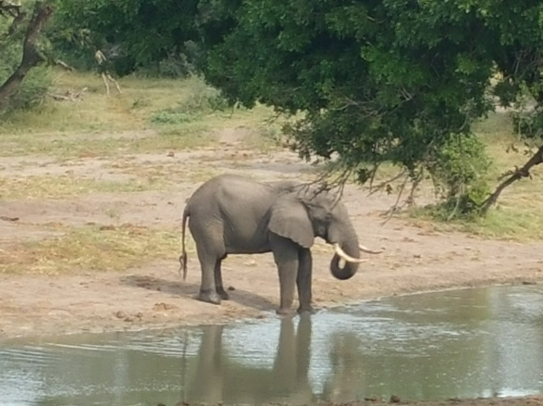 Tembe Elephant Park景点图片