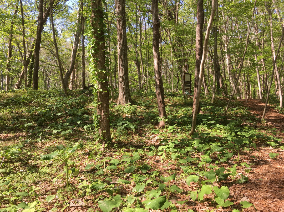 Kiusu Shuteibogun Ancient Tombs-千岁市必去景点