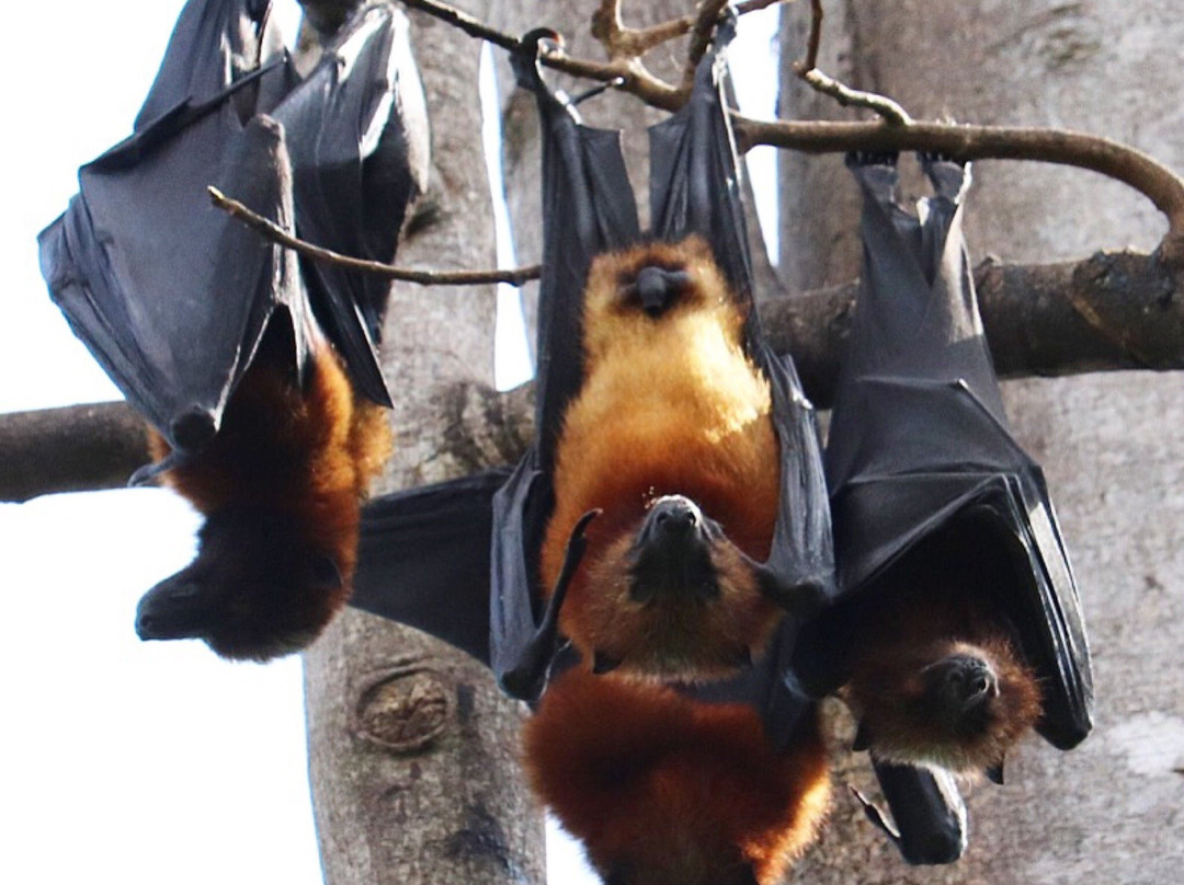 Pemba Flying Fox Forest-Wete必去景点