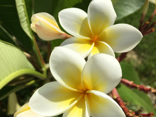 Joy Sup Surf-名护市必去景点