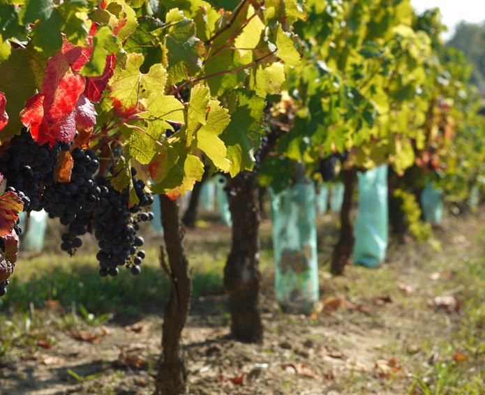 Chateau Saincrit-Saint-Andre-De-Cubzac必去景点