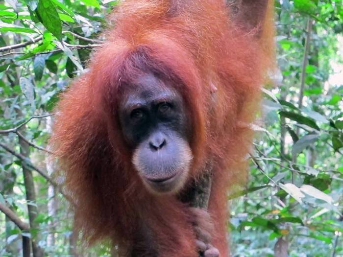Bukit Lawang Eco-Jungle-Tours-武吉拉旺必去景点