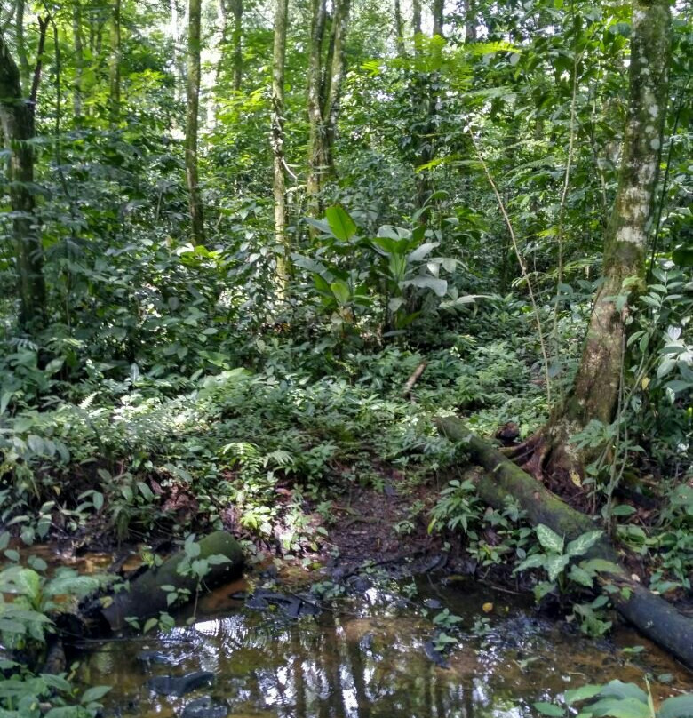 La Fortuna Arenal Volcano Rain Forest Reserve景点图片