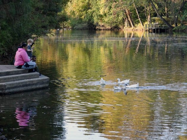 Duck Pond-什里夫波特必去景点
