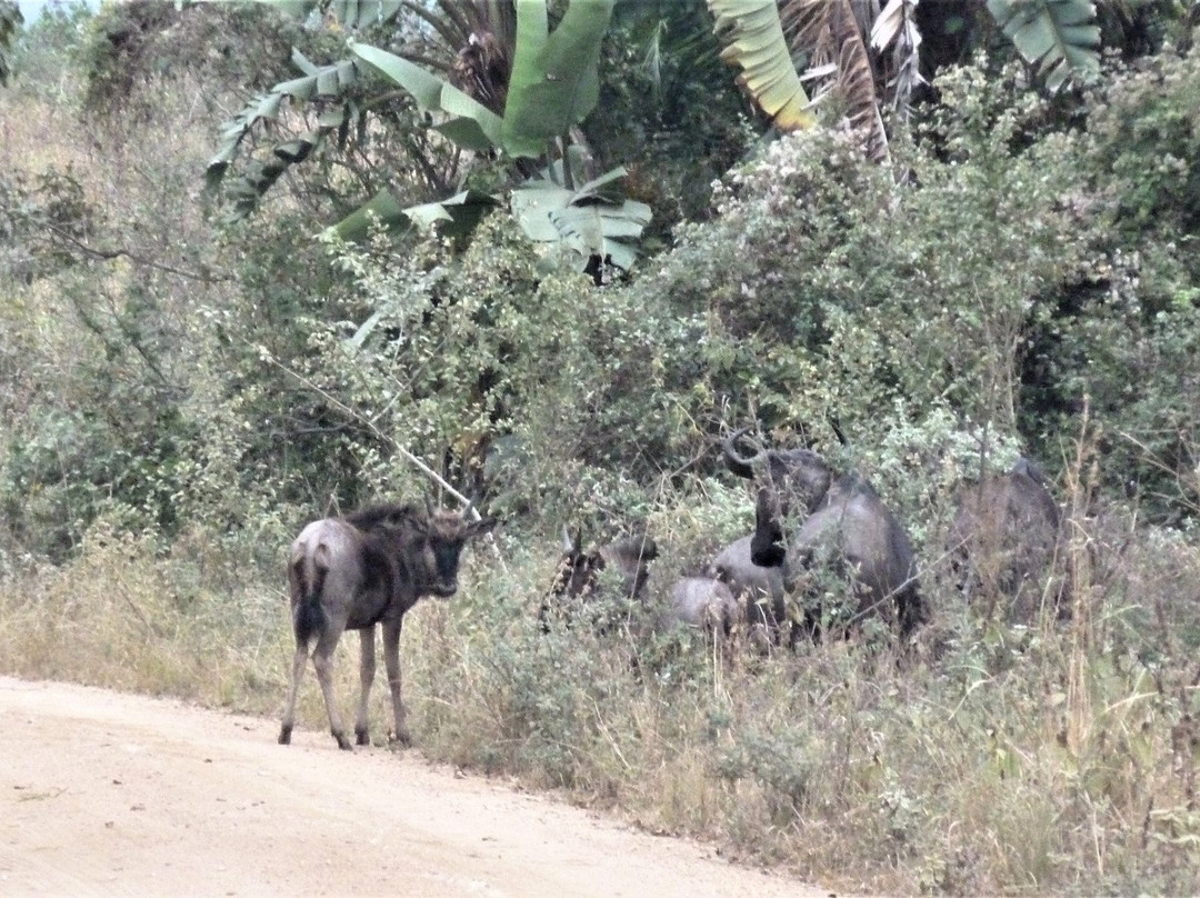 Vernon Crookes Nature Reserve-夸祖鲁-纳托尔省必去景点