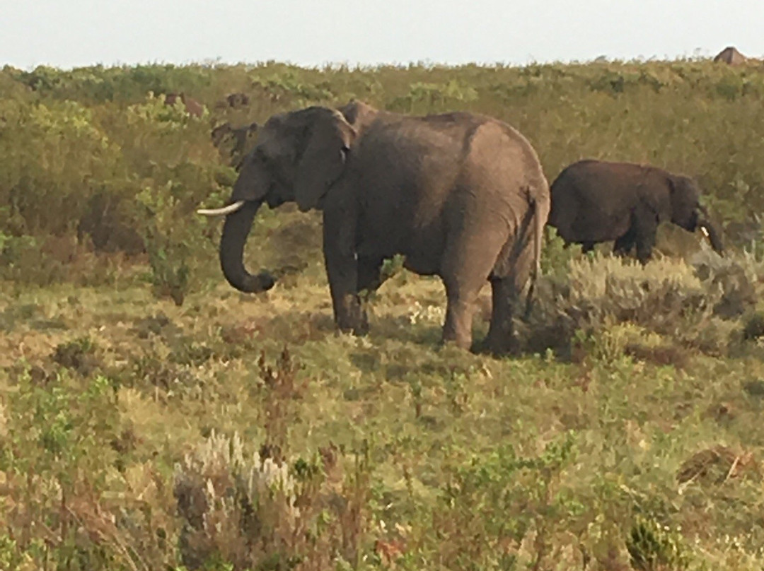 Gondwana Private Game Reserve主图