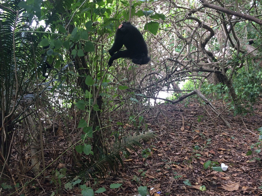 Tangkoko Research Station景点图片