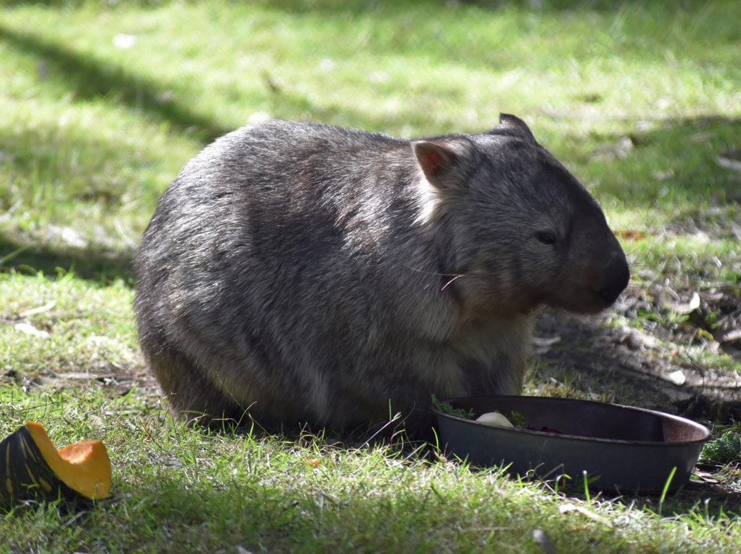 Wirrimbirra Sanctuary-Bargo必去景点