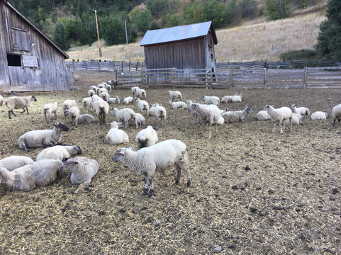 Sheep Pasture Golf Course-Lillooet必去景点