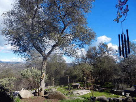 Yosemite Nights Bed & Breakfast主图