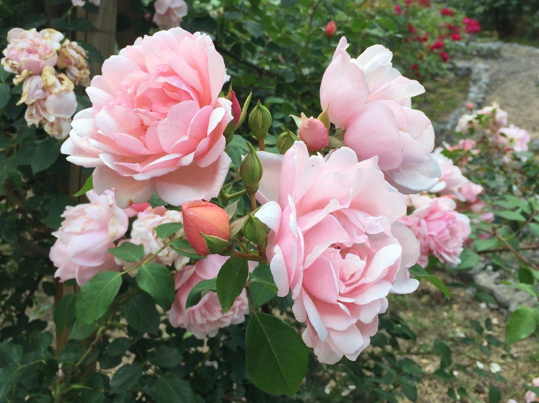 The Dreaming Place Rose Garden-君津市必去景点