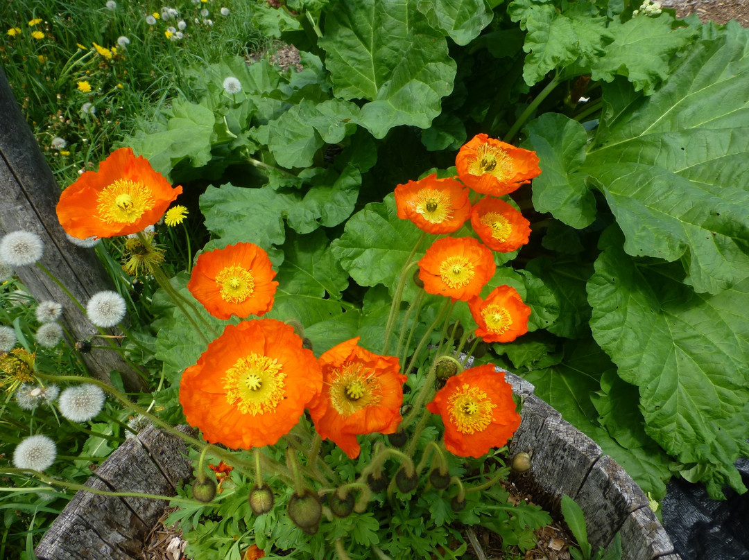 Fiddlehead Nursery景点图片