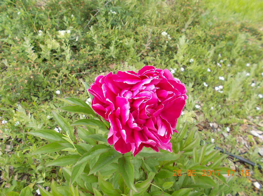 Museo Giardino della Rosa Antica-Serramazzoni必去景点